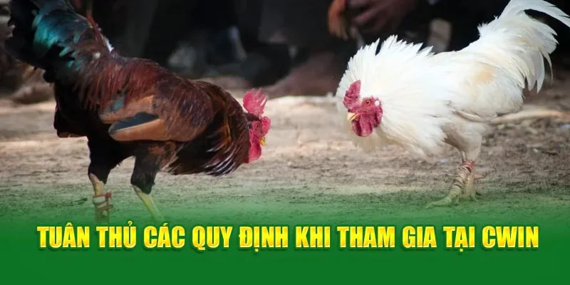 tuan-thu-quy-dinh-khi-tham-gia-da-ga-tre-tai-cwin